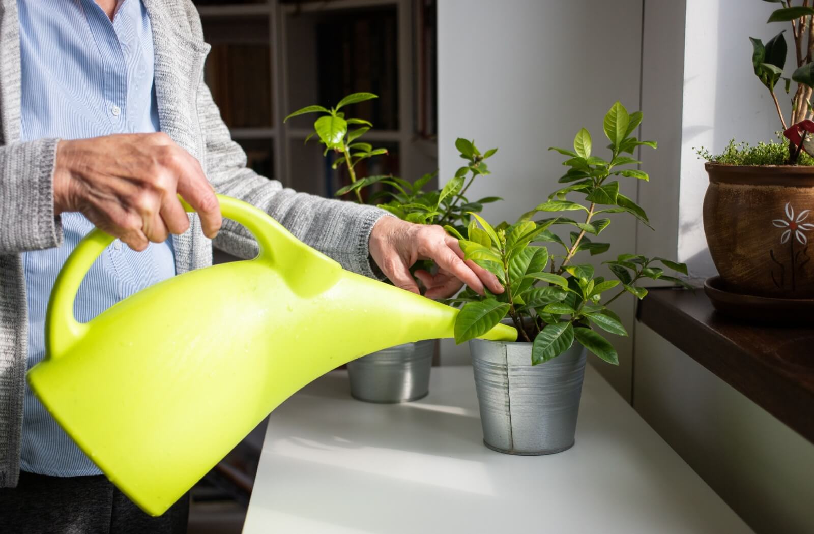 A close-up image of a senior watering a few indoor potted plants.